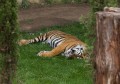 0318-1455 Canberra Zoo (3185360)